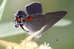 Gray Hairstreak Butterfly