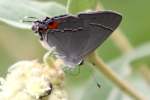 Gray Hairstreak Butterfly