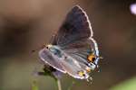 Gray Hairstreak Butterfly