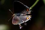 Gray Hairstreak Butterfly