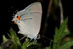 Gray Hairstreak Butterfly