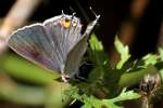 Gray Hairstreak Butterfly