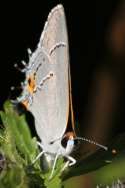 Gray Hairstreak Butterfly