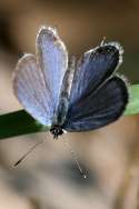 Eastern Tailed-Blue Butterfly