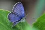 Eastern Tailed-Blue Butterfly