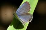 Eastern Tailed-Blue Butterfly