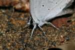 Eastern Tailed-Blue Butterfly