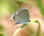 Eastern Tailed-Blue Butterfly