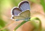 Eastern Tailed-Blue Butterfly