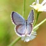 Eastern Tailed-Blue Butterfly