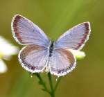 Eastern Tailed-Blue Butterfly