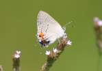 Gray Hairstreak Butterfly