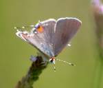 Gray Hairstreak Butterfly