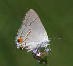 Gray Hairstreak Butterfly
