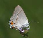 Gray Hairstreak Butterfly