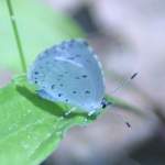 Summer Azure Butterfly