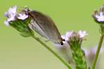 Gray Hairstreak Butterfly