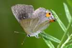 Gray Hairstreak Butterfly