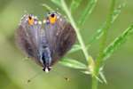 Gray Hairstreak Butterfly