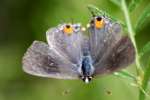 Gray Hairstreak Butterfly