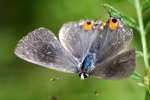 Gray Hairstreak Butterfly