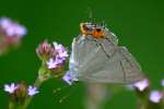 Gray Hairstreak Butterfly