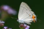 Gray Hairstreak Butterfly