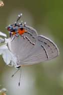 Gray Hairstreak Butterfly