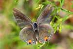 Gray Hairstreak Butterfly