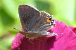 Gray Hairstreak Butterfly