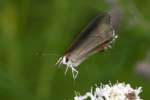 Gray Hairstreak Butterfly