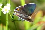 Gray Hairstreak Butterfly