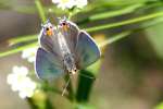 Gray Hairstreak Butterfly