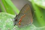 Red-banded HairstreakButterfly