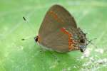 Red-banded HairstreakButterfly