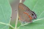 Red-banded HairstreakButterfly