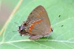 Red-banded HairstreakButterfly