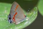 Red-banded HairstreakButterfly