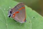 Red-banded HairstreakButterfly