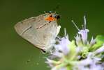 Gray Hairstreak Butterfly