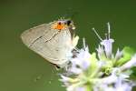 Gray Hairstreak Butterfly