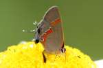 Red-banded HairstreakButterfly