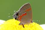 Red-banded HairstreakButterfly