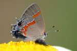 Red-banded HairstreakButterfly