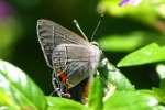 Gray Hairstreak Butterfly