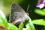 Gray Hairstreak Butterfly