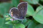 Eastern Tailed-Blue Butterfly