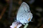 Eastern Tailed-Blue Butterfly