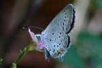 Eastern Tailed-Blue Butterfly