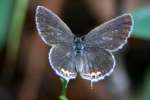 Eastern Tailed-Blue Butterfly